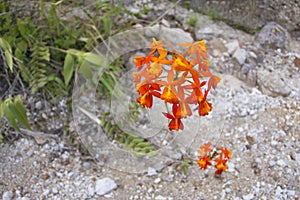 Orange crucifix orchid bloom in natural habitat