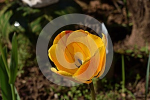 `Orange Crush` Varigated red yellow orange tulip