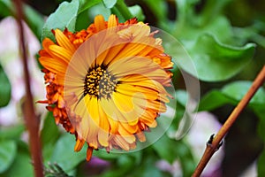 Orange crysantheum blooming in spring