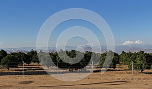 Orange cultivation