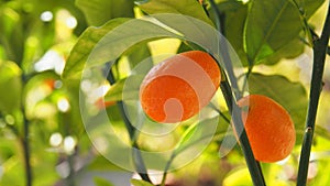 Orange cumquats in garden Valencia, Spain