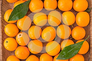Orange cumquats or kumquats with green leaves