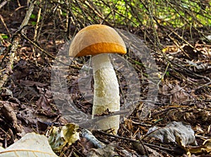 Orange-cup boletus mushroom in the forest