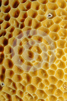 Orange cup coral, Balanophyllia elegans