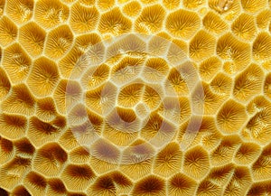 Orange cup coral, Balanophyllia elegans