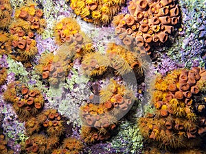 Orange Cup Coral; Tubastrea coccinea
