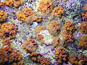 Orange Cup Coral; Tubastrea coccinea