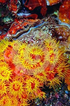 Orange Cup Coral Tubastrea coccinea and Scallop