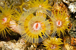 Orange cup corals