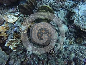 An orange cushion seastar, Culcita novaeguineae, between different types of coral in a reef