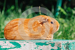 Orange cute guinea pig