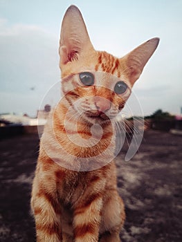 Orange cute kitten cattt