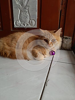 An orange cute lazy cat is sitting in front of the door