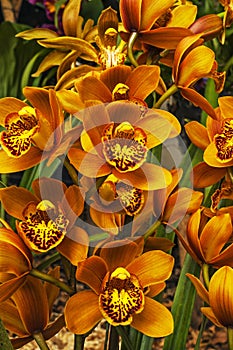 Orange Cymbidium