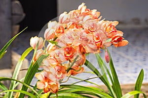 orange cymbidium flower