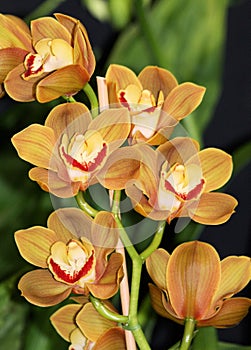 Orange Cymbidium orchids 3