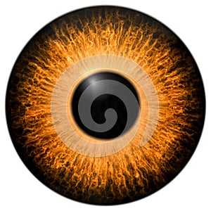 Orange 3d eye texture with black fringe