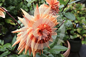 Orange dahlia