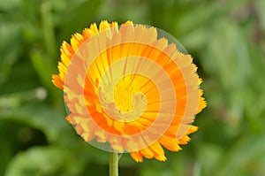 Orange Dahlia