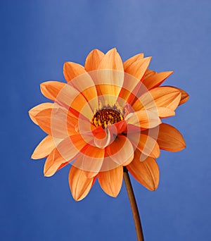 Orange Dahlia