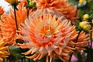 Orange Dahlia