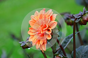 Orange Dahlia