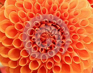 Orange dahlia as a background and texture.