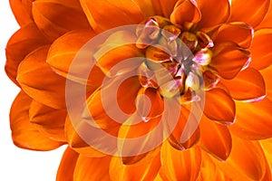 Orange dahlia close-up. A beautiful fire flower.