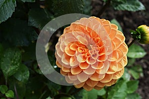 Orange Dahlia flower