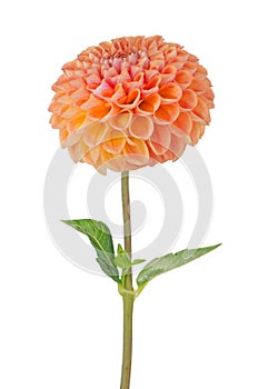 Orange dahlia flower