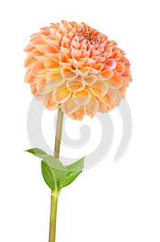 Orange dahlia flower