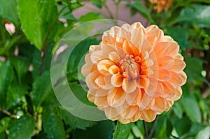 Orange dahlia flower