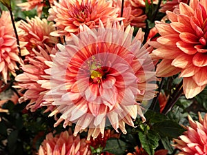 Orange dahlia flower with pretty petals.