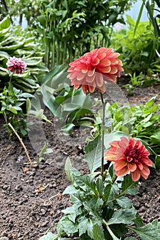 Orange Dahlia flower called Dahlia Sylvia in garden