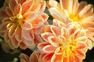 Orange Dahlia Flower