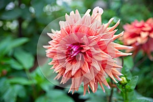 Orange dahlia flower