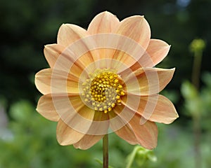 Orange dahlia flower closeup