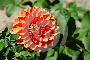 Orange dahlia flower