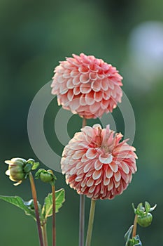 Orange Dahlia flower in the garden