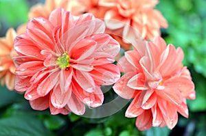 Orange Dahlia flower growing on a bush