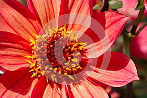 Orange Dahlia flower macro