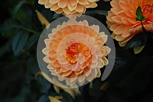 Orange Dahlia flower - Symbol of elegance, inner strength, creativity change and dignity