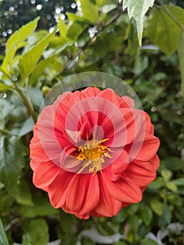 Orange Dahlia flower symbolize fervor and exhilation photo