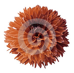 Orange dahlia. Flower on a white isolated background with clipping path. For design. Closeup.
