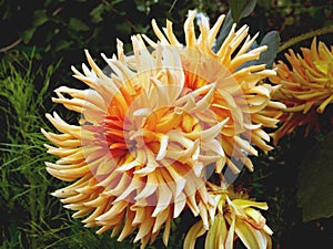 Orange Dahlia Flowers