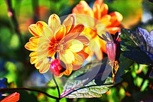 Orange dahlia in the garden. Beautiful flower with colored blossom