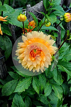 Orange Dahlia surrounded by purple asters in full bloom.