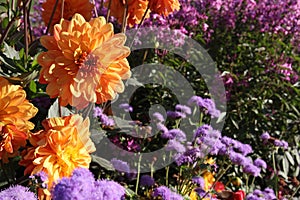 Orange Dahlias Among Purple Flowers photo