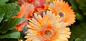 Orange daisies