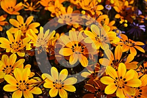 Orange daisies